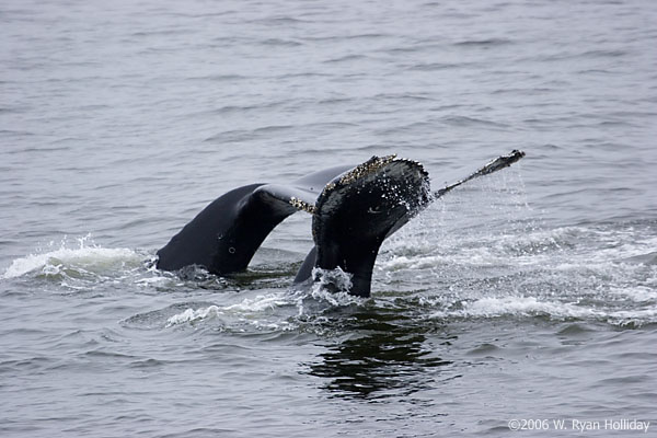 Humpback Whales