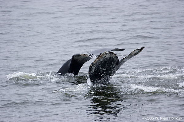 Humpback Whales