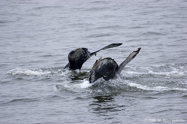 Humpback Whales