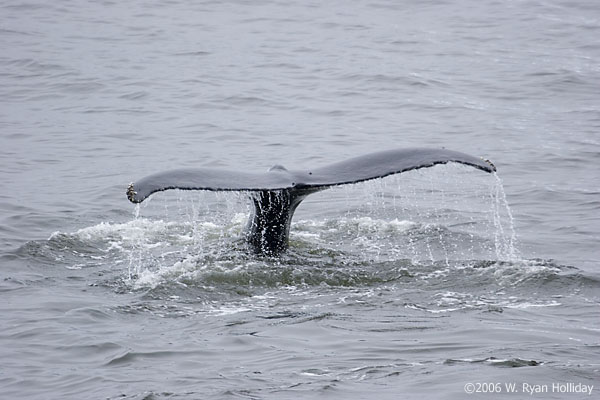 Humpback Whale