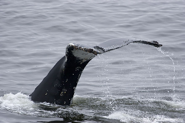 Humpback Whale