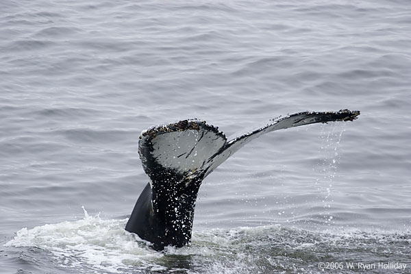 Humpback Whale