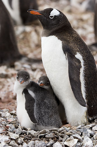 Gentoo Penguin and Chicks