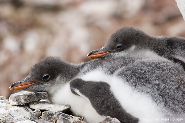 Gentoo Penguin Chicks