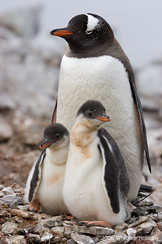 Gentoo Penguin and Chicks