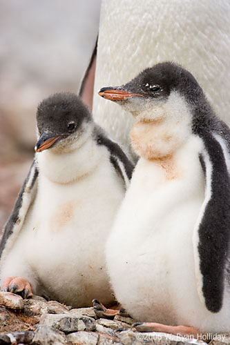 Gentoo Penguin Chicks