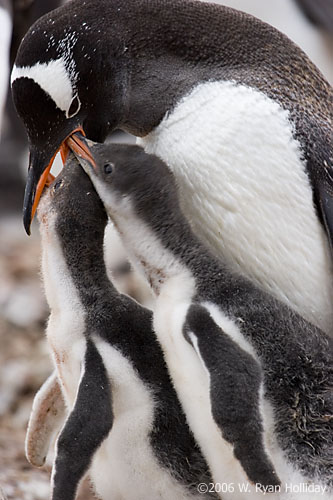 Gentoo Penguin and Chicks