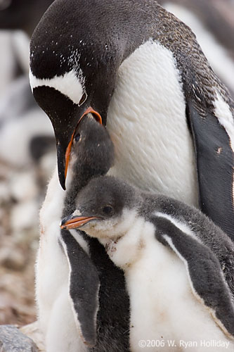 Gentoo Penguin and Chicks