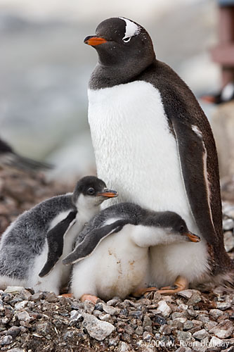 Gentoo Penguin and Chicks