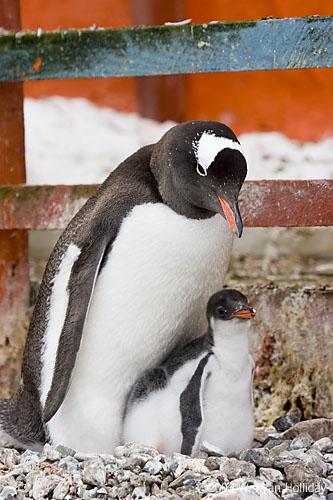 Gentoo Penguin and Chick