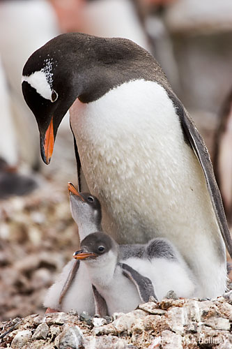 Gentoo Penguin and Chicks