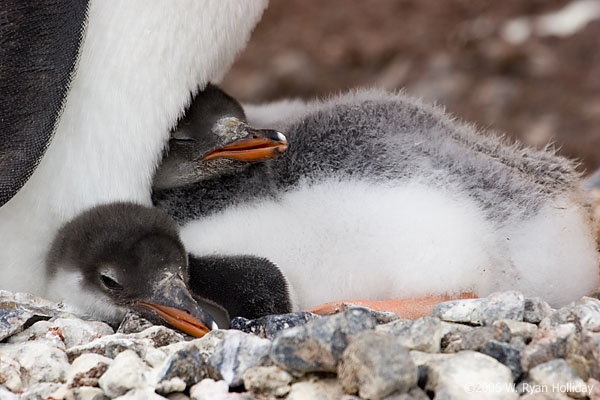 Gentoo Penguin Chicks