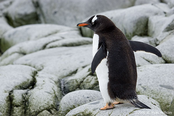 Gentoo Penguin