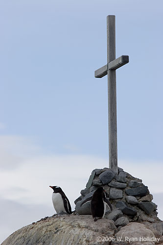 Gentoo Penguin and Cross