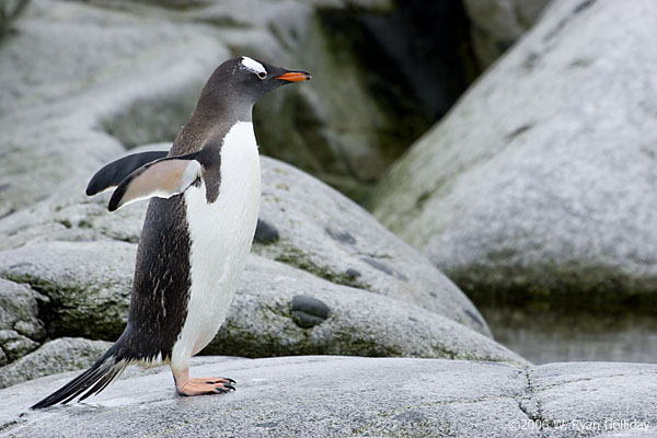 Gentoo Penguin