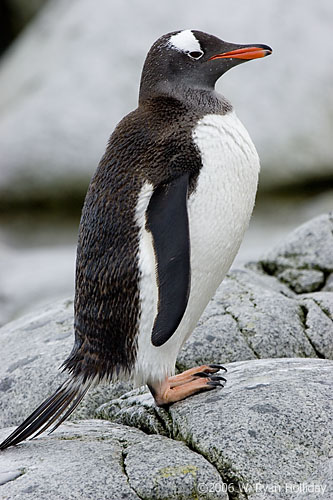 Gentoo Penguin