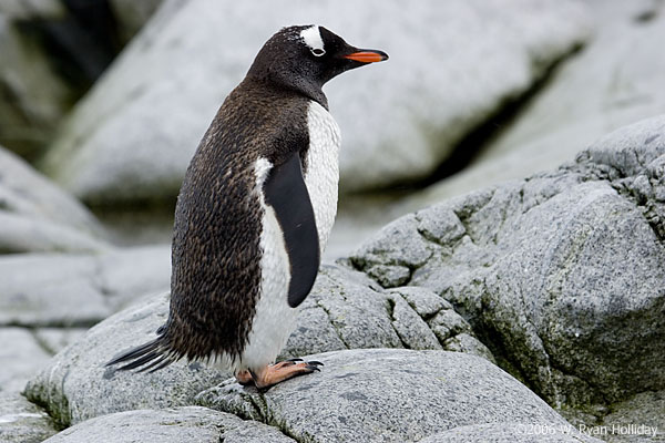 Gentoo Penguin