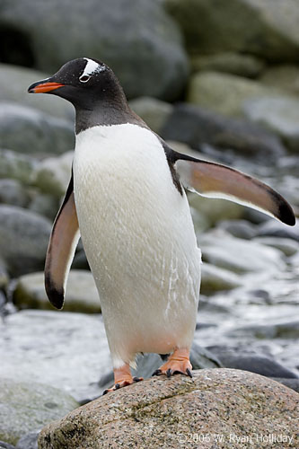 Gentoo Penguin