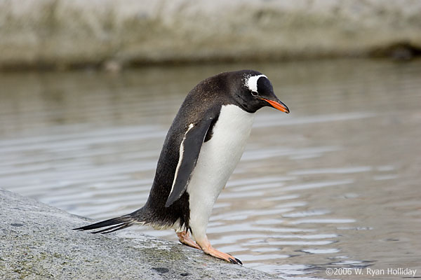 Gentoo Penguin