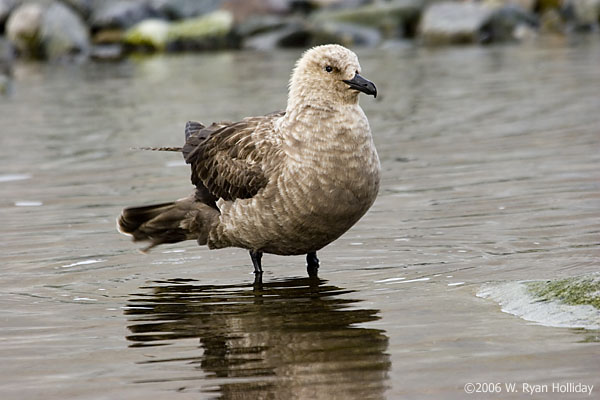 South Polar Skua