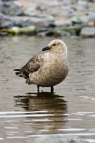 South Polar Skua