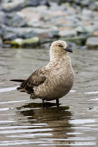 South Polar Skua