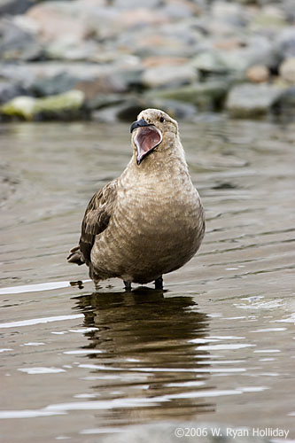 South Polar Skua