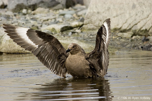 South Polar Skua