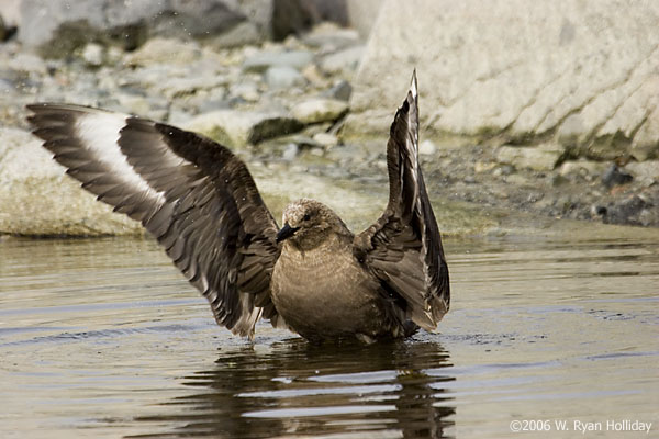 South Polar Skua