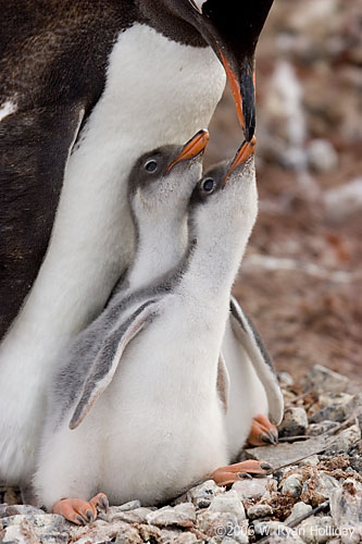 Gentoo Penguin Chicks