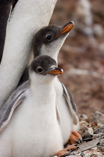 Gentoo Penguin Chicks