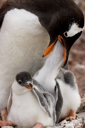 Gentoo Penguin and Chicks