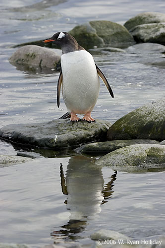 Gentoo Penguin