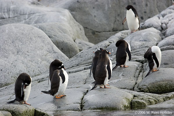 Gentoo and Adelie Penguins