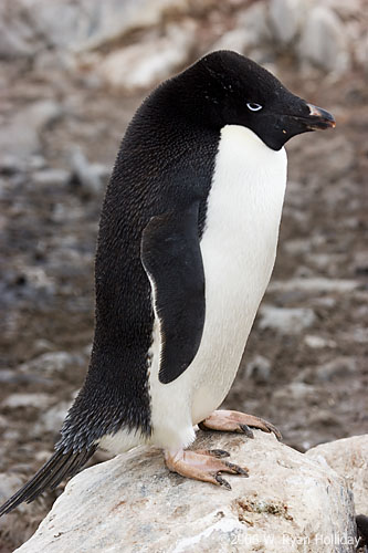 Adelie Penguin