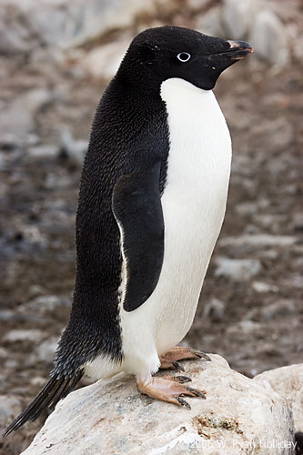 Adelie Penguin