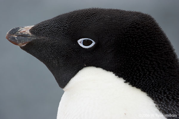 Adelie Penguin