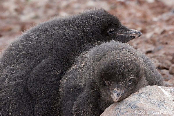 Adelie Penguin Chicks