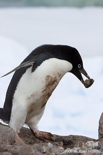 Adelie Penguin