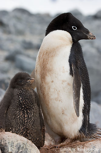 Adelie Penguin and Chick