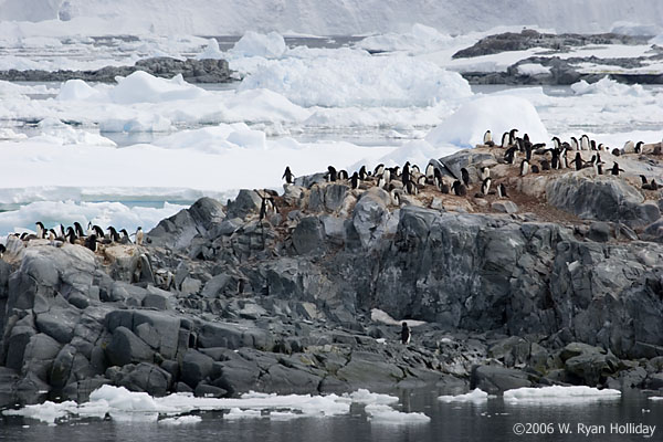 Adelie Penguins