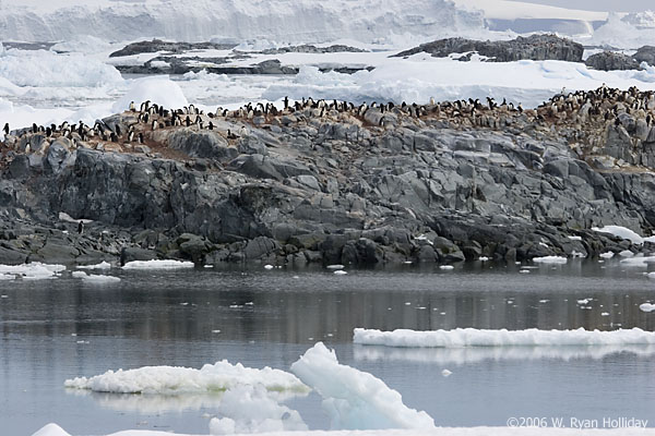 Adelie Penguins