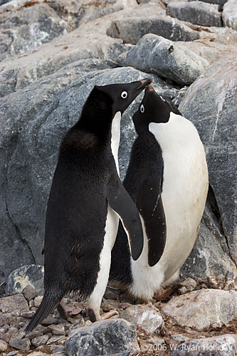 Adelie Penguins