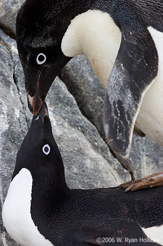 Adelie Penguins