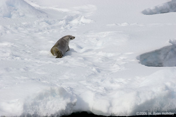 Crabeater Seal