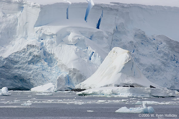 Crabeater Seal