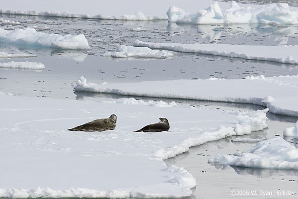 Crabeater Seals