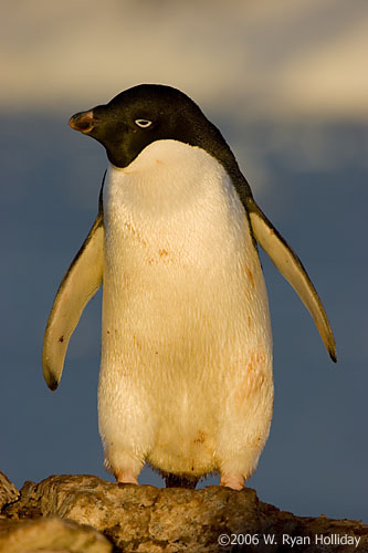 Adelie Penguin