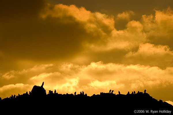 Gentoo Penguin Colony at Sunset