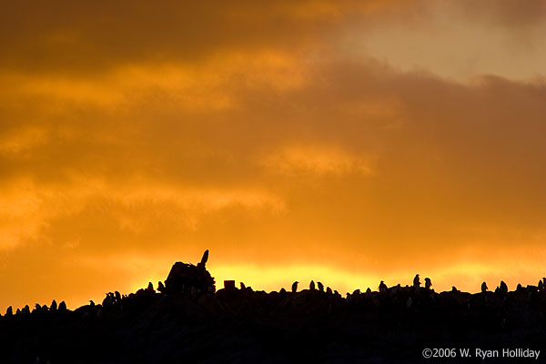 Gentoo Penguin Colony at Sunset